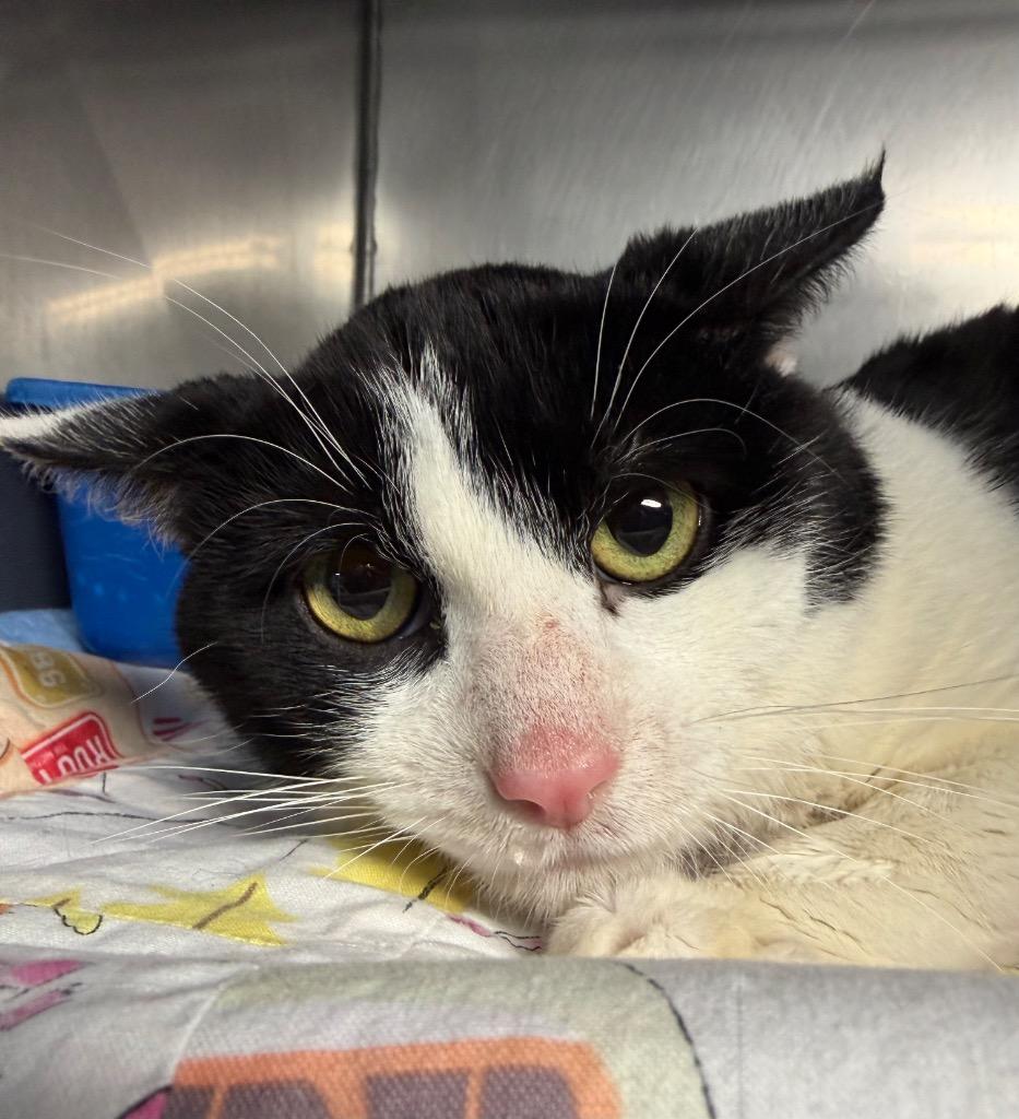 Enlarge Vesper, a Adoptable mixed breed in Huntington, IN image 2/2