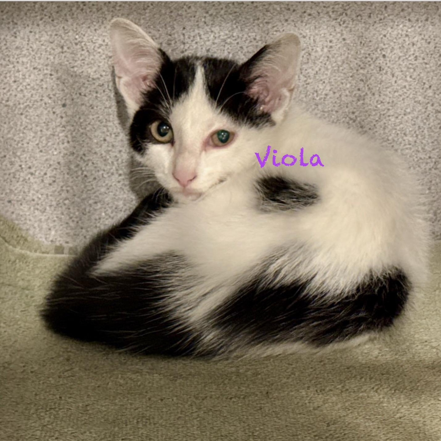 Viola, Adopted, Young Female Domestic Medium Hair.