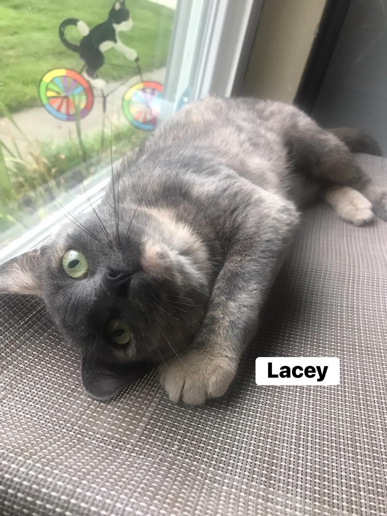 Lainey & Lacey, Adoptable, Adult Female American Shorthair.