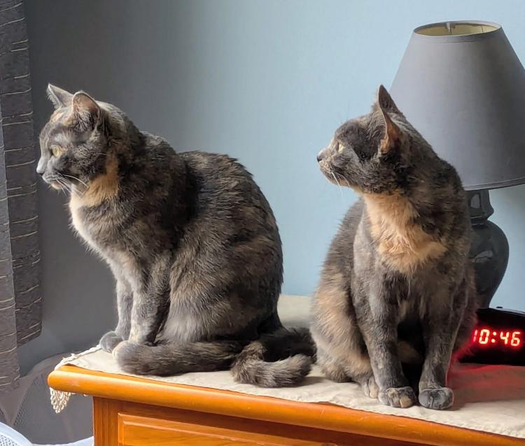 Lainey & Lacey, Adoptable, Adult Female American Shorthair.