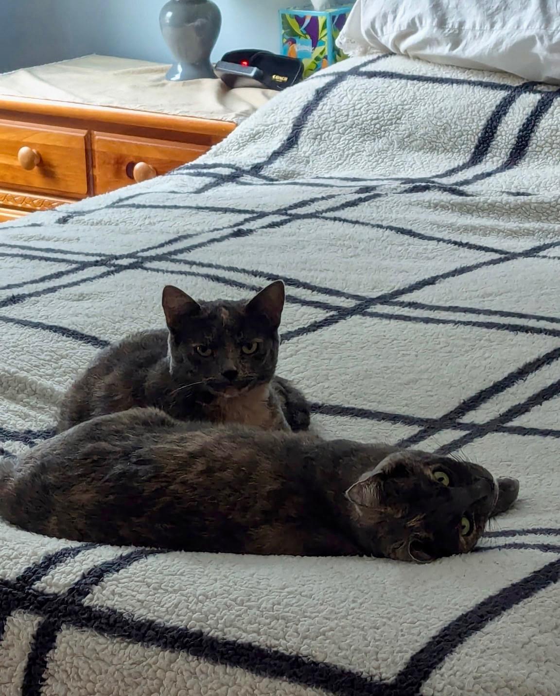 Enlarge Lainey & Lacey, a Adoptable American Shorthair in Cincinnati, OH image 5/6