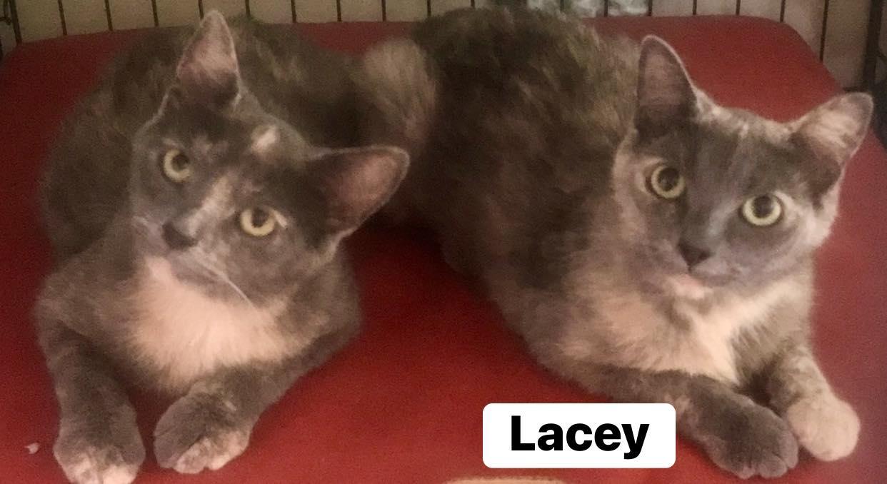 Enlarge Lainey & Lacey, a Adoptable American Shorthair in Cincinnati, OH image 3/6