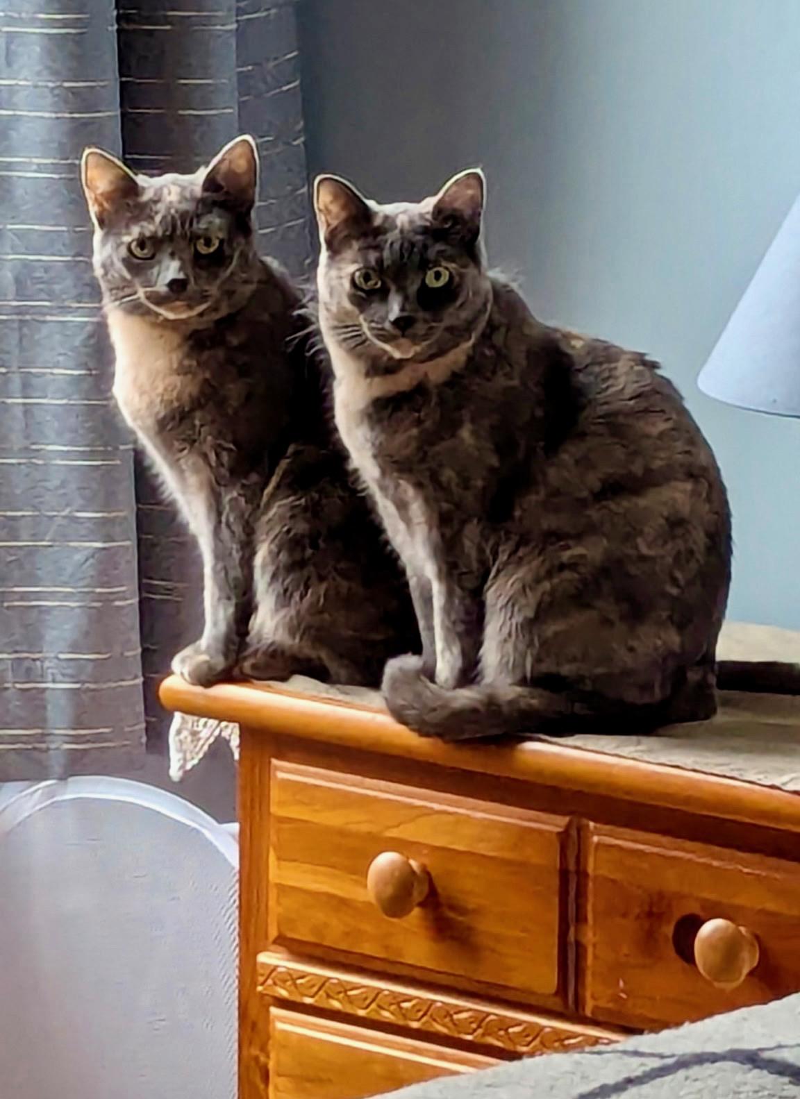 Enlarge Lainey & Lacey, a Adoptable American Shorthair in Cincinnati, OH image 1/6