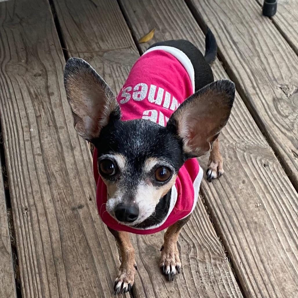 Lovie, Adoptable, Senior Female Chihuahua.