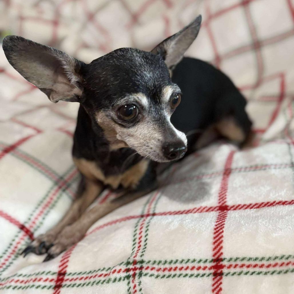 Lovie, a Adoptable Chihuahua in Katy, TX image 2/4