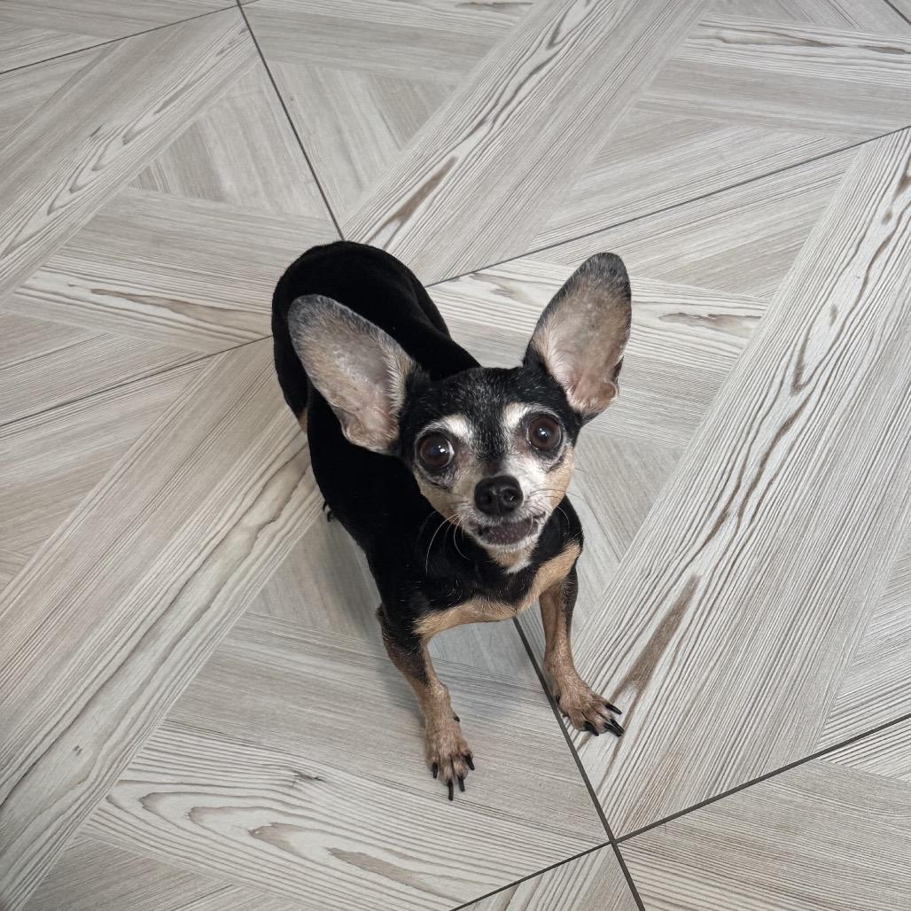 Lovie, a Adoptable Chihuahua in Katy, TX image 3/4