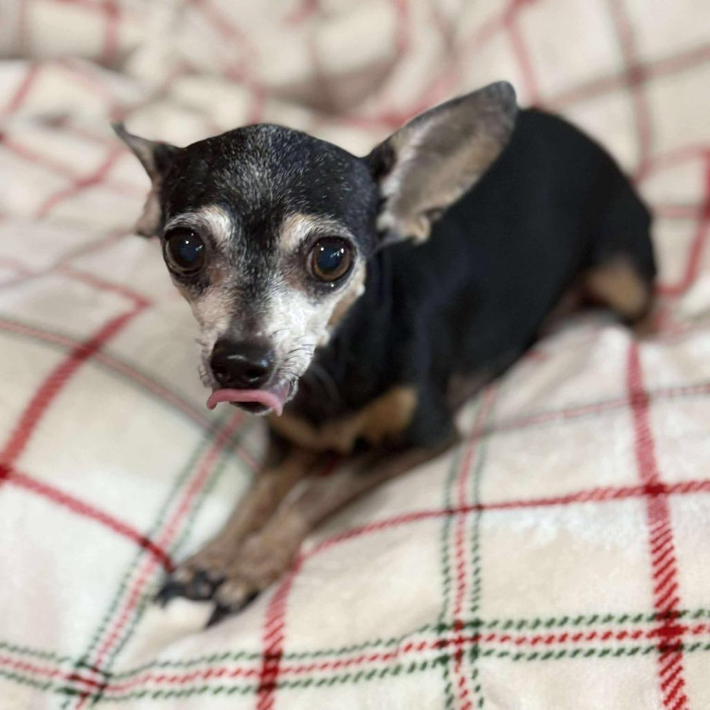 Lovie, a Adoptable Chihuahua in Katy, TX image 4/4