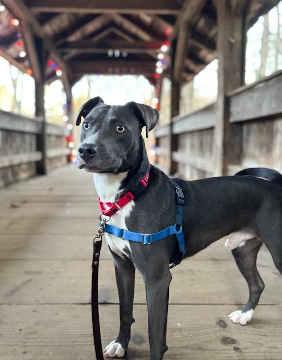 Enlarge Grayson, a ADOPTABLE mixed breed in Southport, CT image 1/6