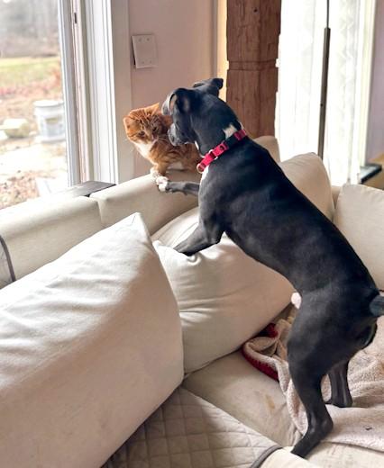 Enlarge Grayson, a ADOPTABLE mixed breed in Southport, CT image 2/6