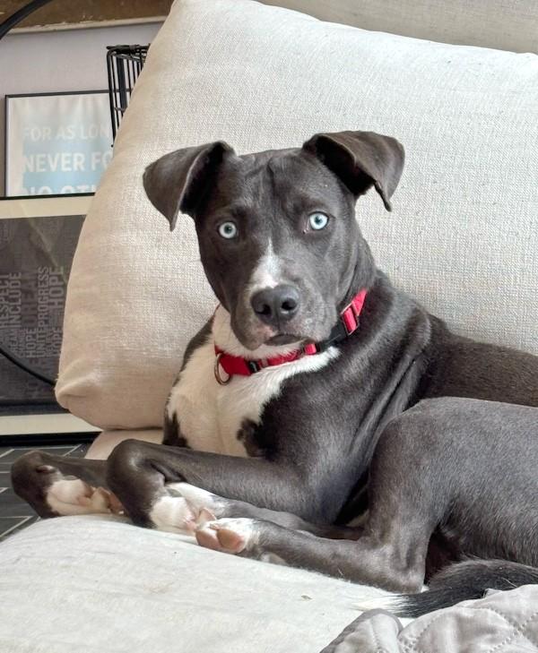 Enlarge Grayson, a ADOPTABLE mixed breed in Southport, CT image 3/6