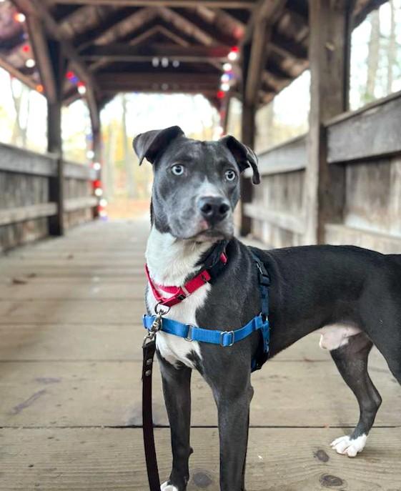 Enlarge Grayson, a ADOPTABLE mixed breed in Southport, CT image 5/6
