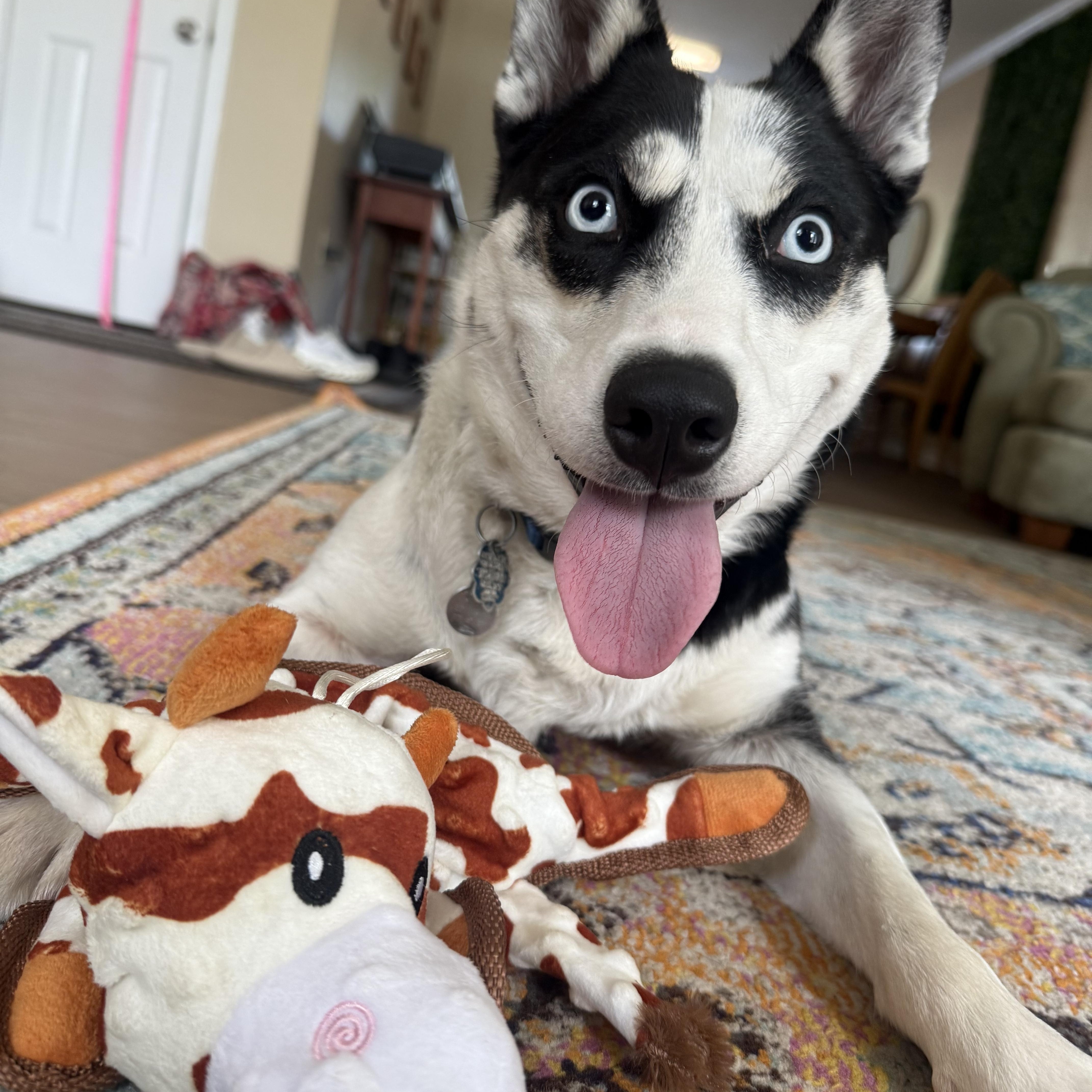 Pearl, ADOPTABLE, Young Female Husky.