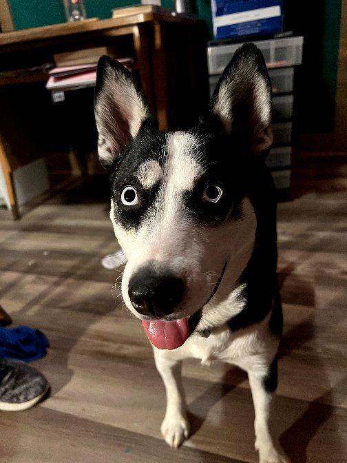 Pearl, ADOPTABLE, Young Female Husky.
