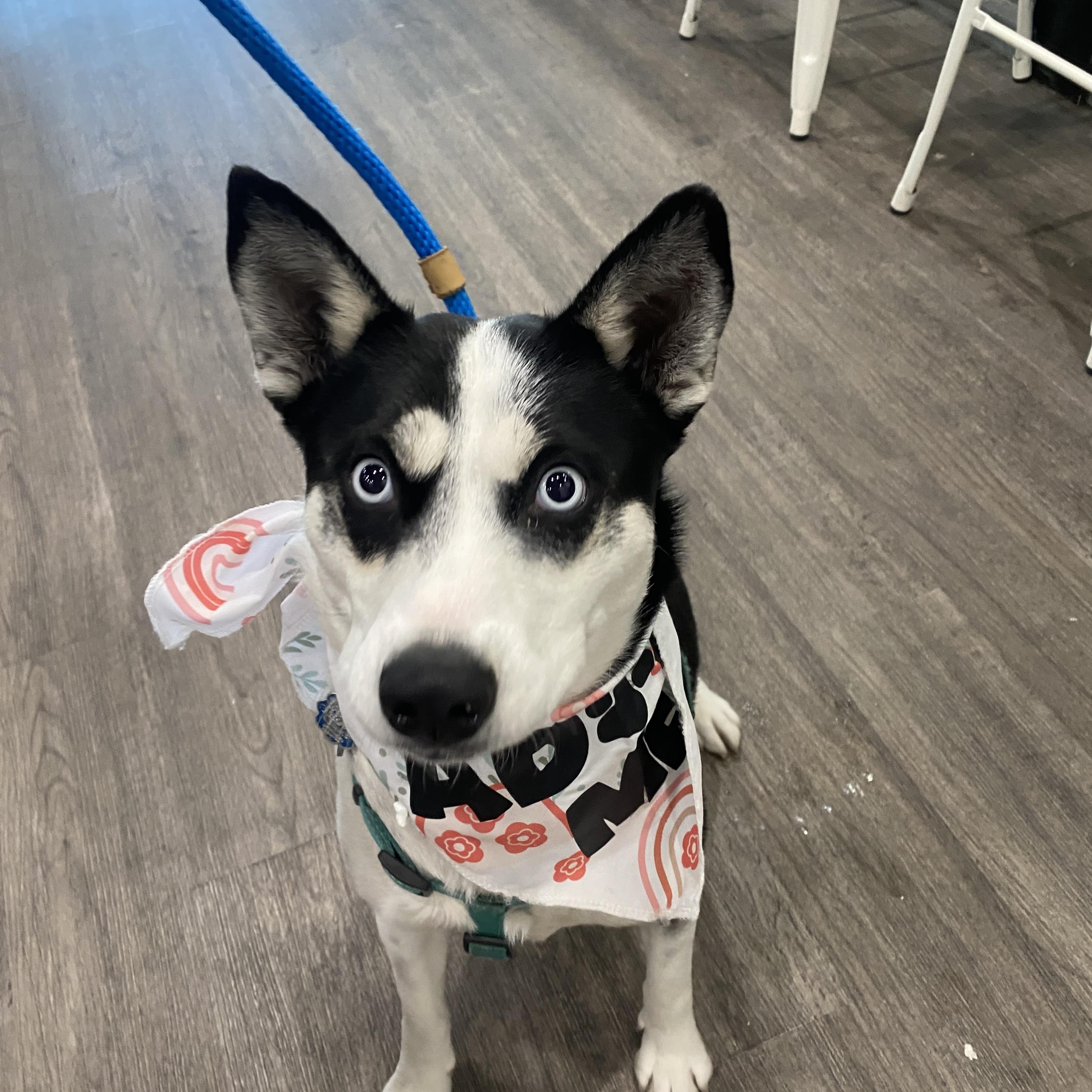 Enlarge Pearl, a ADOPTABLE mixed breed in Memphis, TN image 3/4