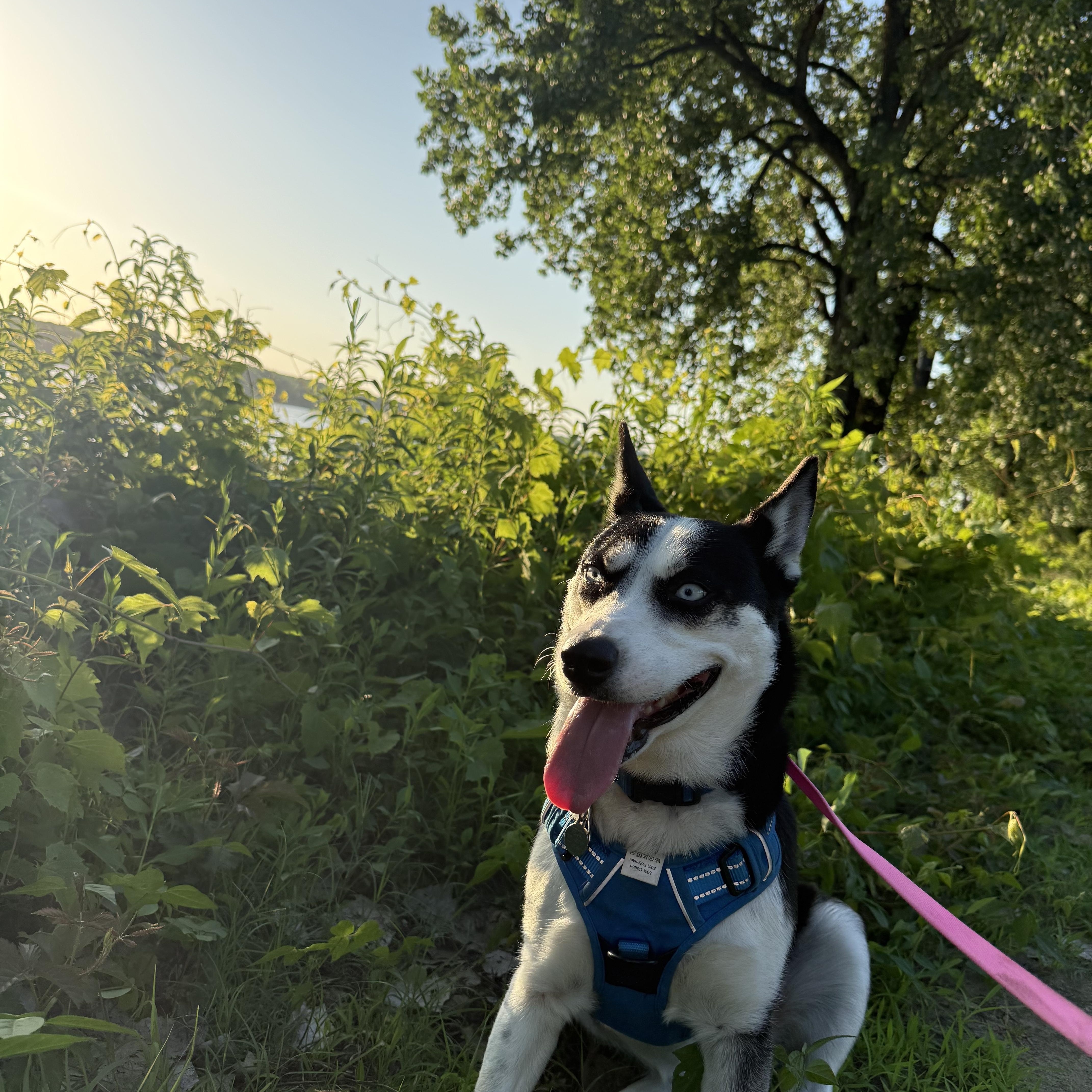 Pearl, a ADOPTABLE mixed breed in Memphis, TN image 5/5