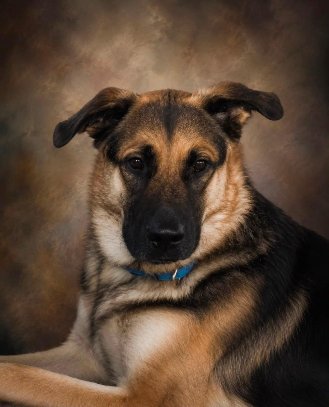 Enlarge Murphy, a Adoptable German Shepherd Dog in Fairfield, CA image 1/2