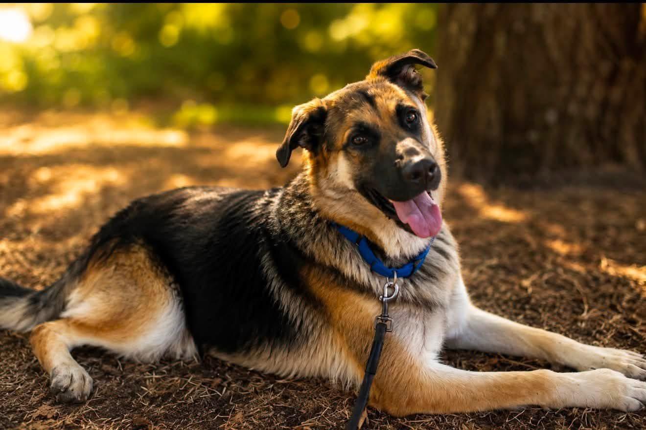 Enlarge Murphy, a Adoptable German Shepherd Dog in Fairfield, CA image 2/2