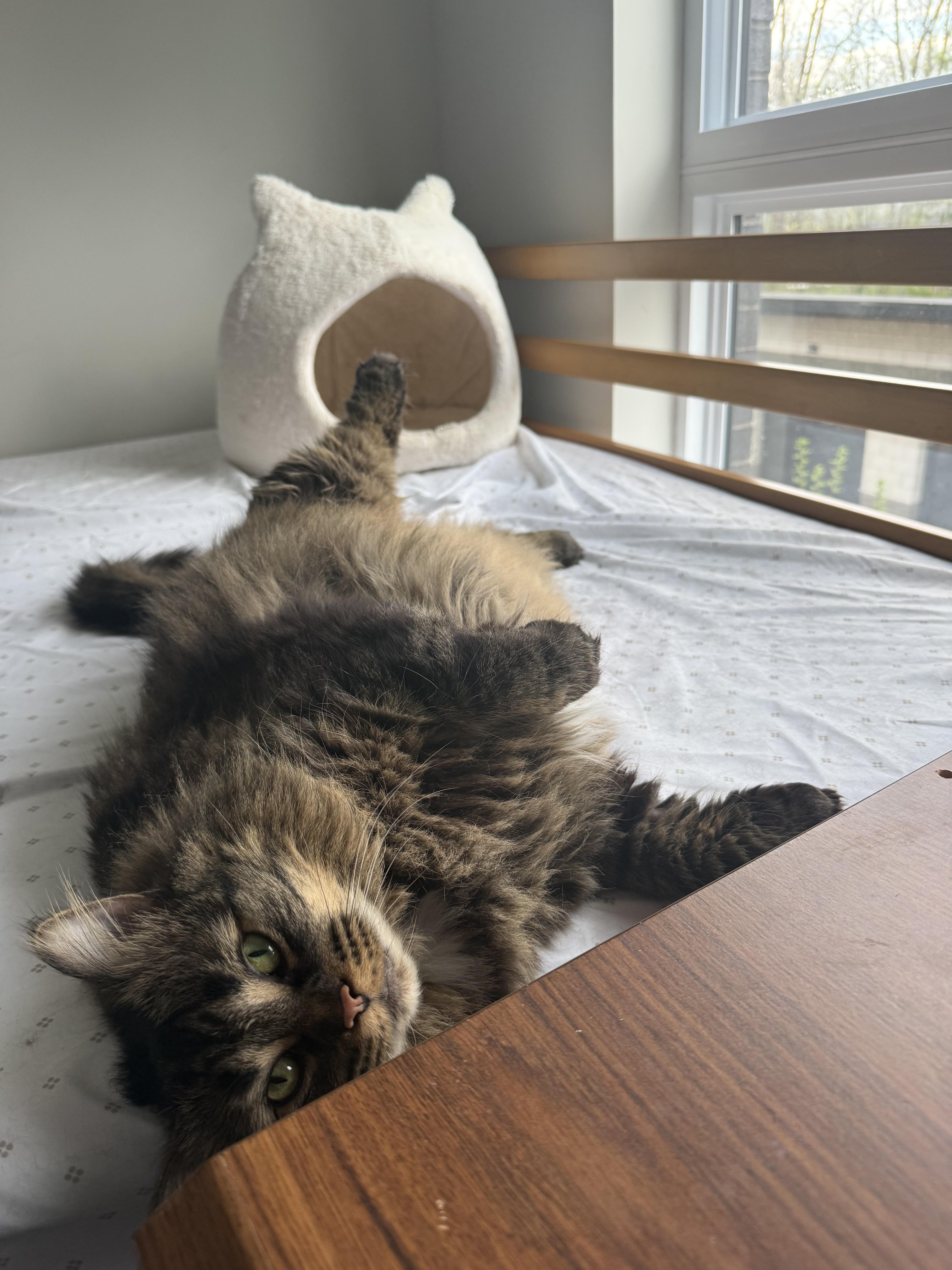 Enlarge Sweetie, a Adoptable Domestic Medium Hair in Sterling Heights, MI image 4/4