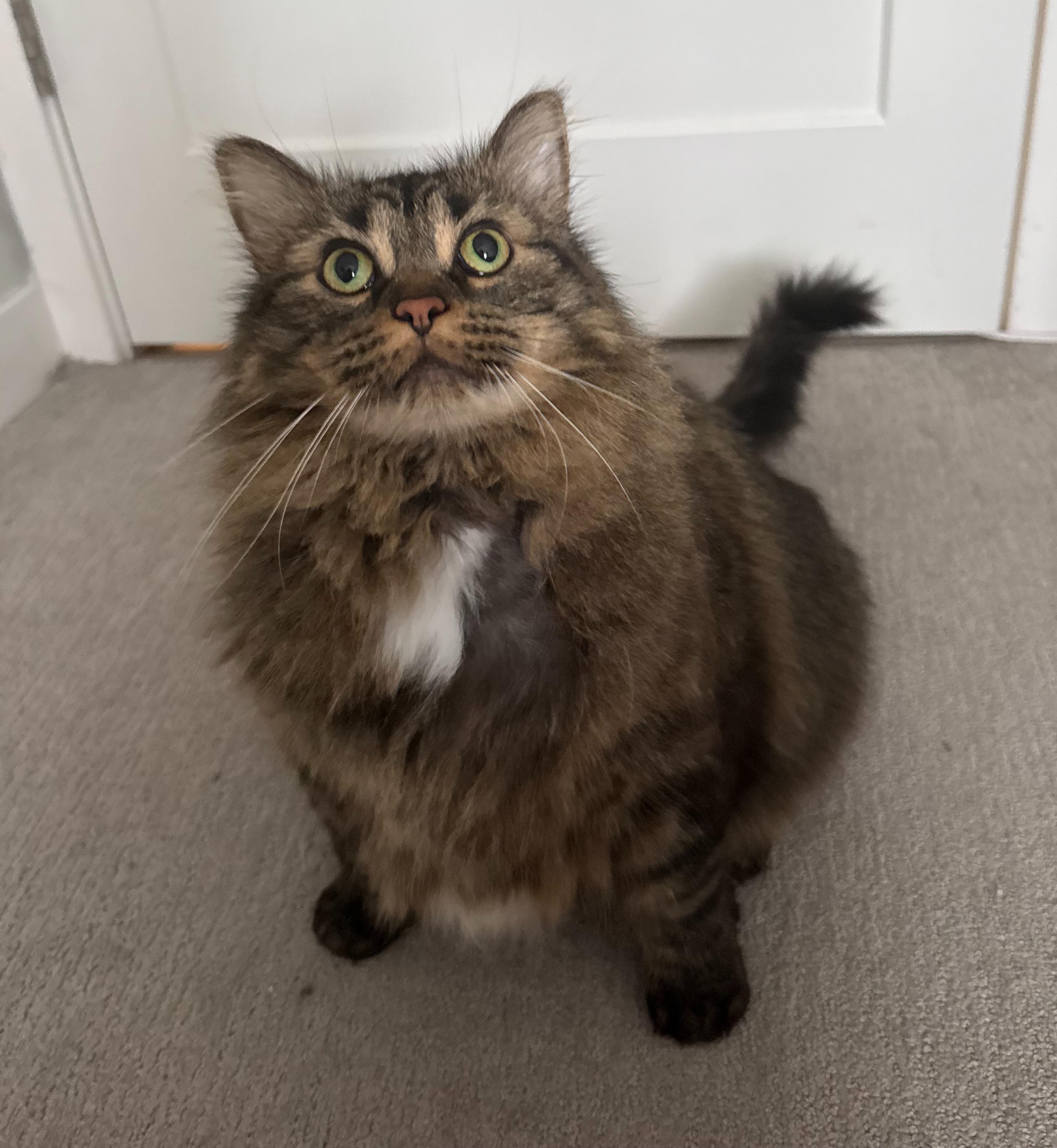 Sweetie, Adoptable, Adult Female Domestic Medium Hair.
