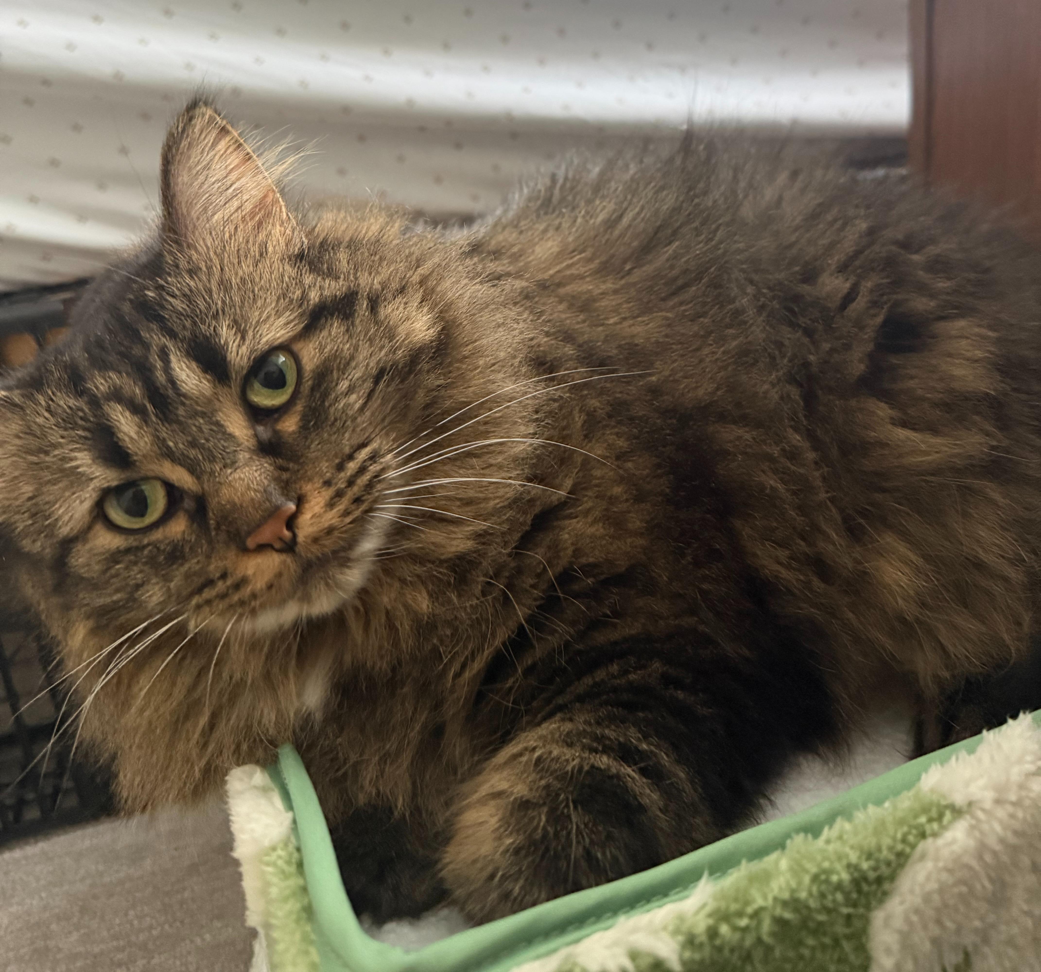 Enlarge Sweetie, a Adoptable Domestic Medium Hair in Sterling Heights, MI image 3/4