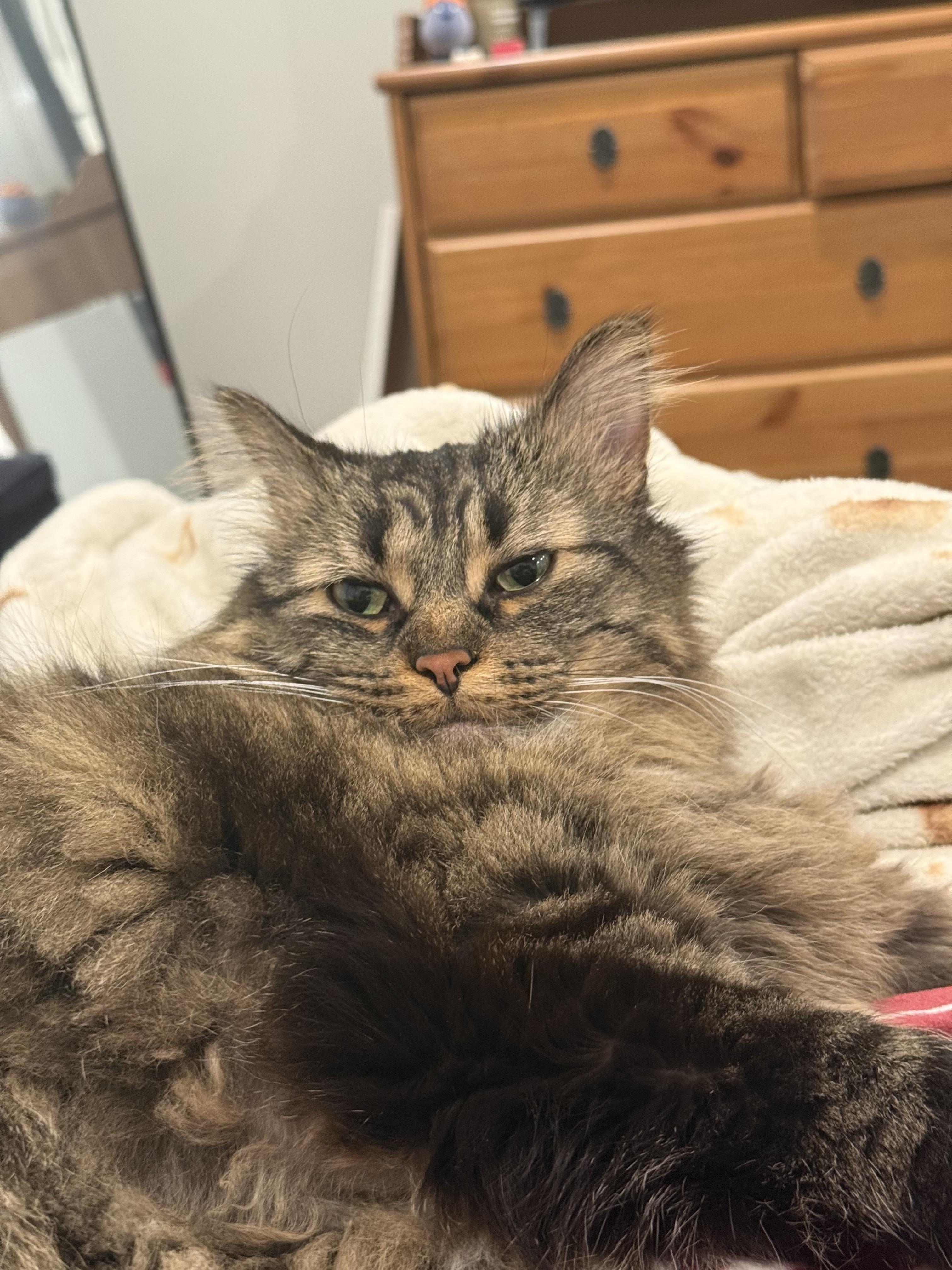 Enlarge Sweetie, a Adoptable Domestic Medium Hair in Sterling Heights, MI image 2/4