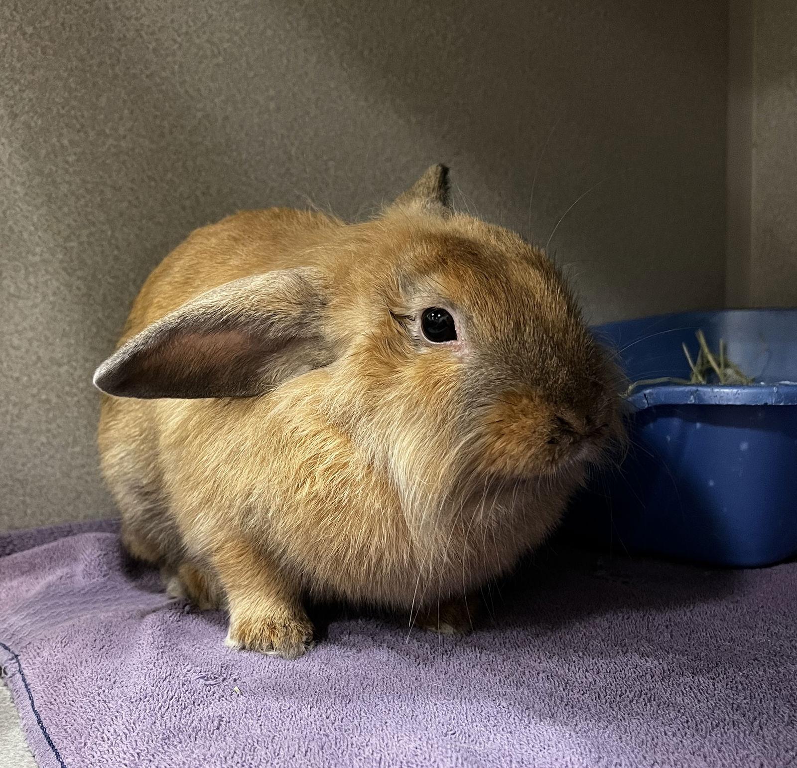 Trish, Adoptable, Young Female Lionhead & Harlequin.