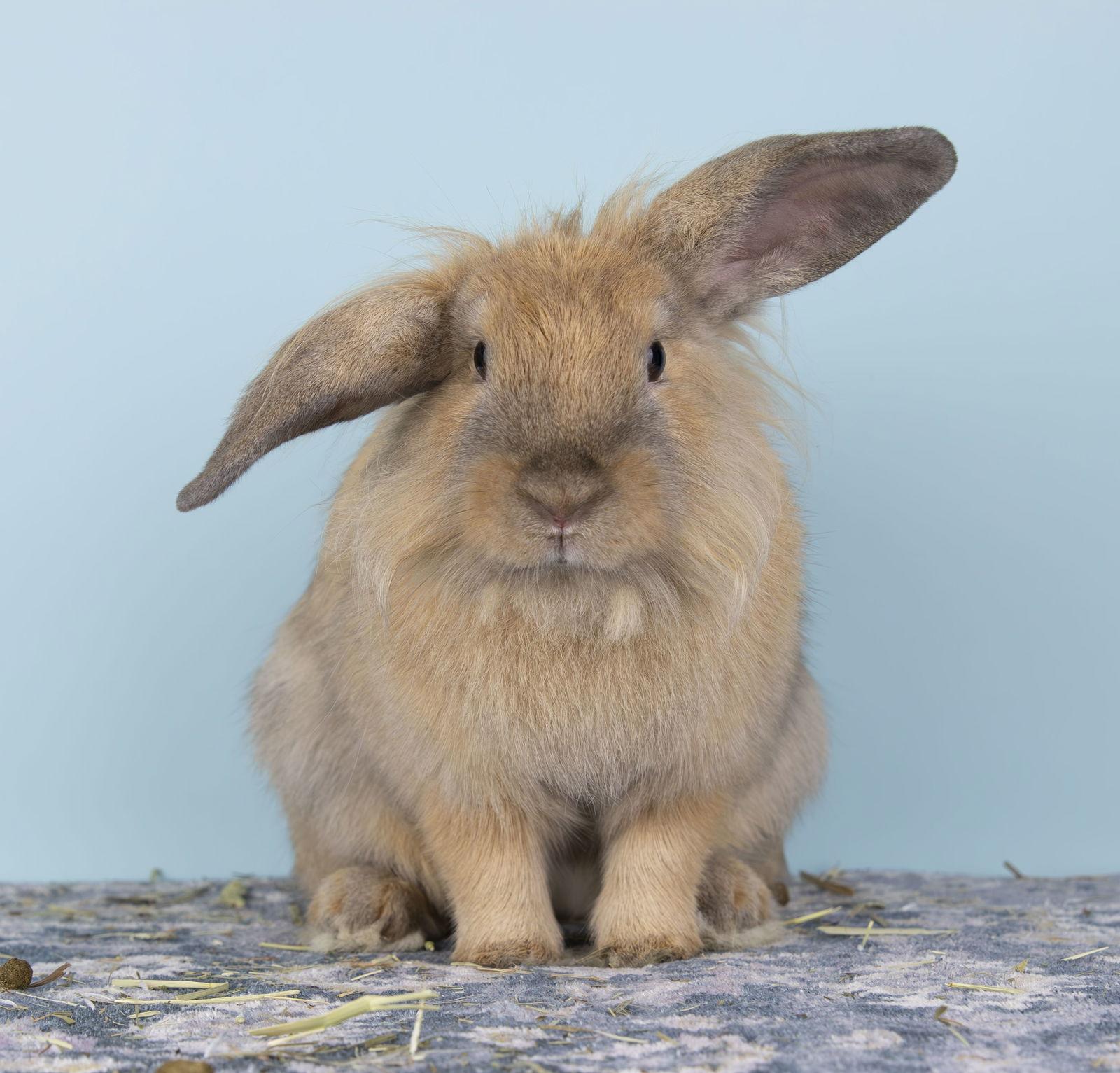 Enlarge Trish, a Adoptable mixed breed in Farmingdale, NY image 2/2