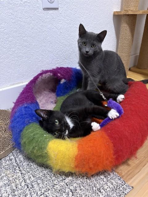 Enlarge SLIPPERS, a Adoptable Domestic Short Hair in Aurora, CO image 1/1