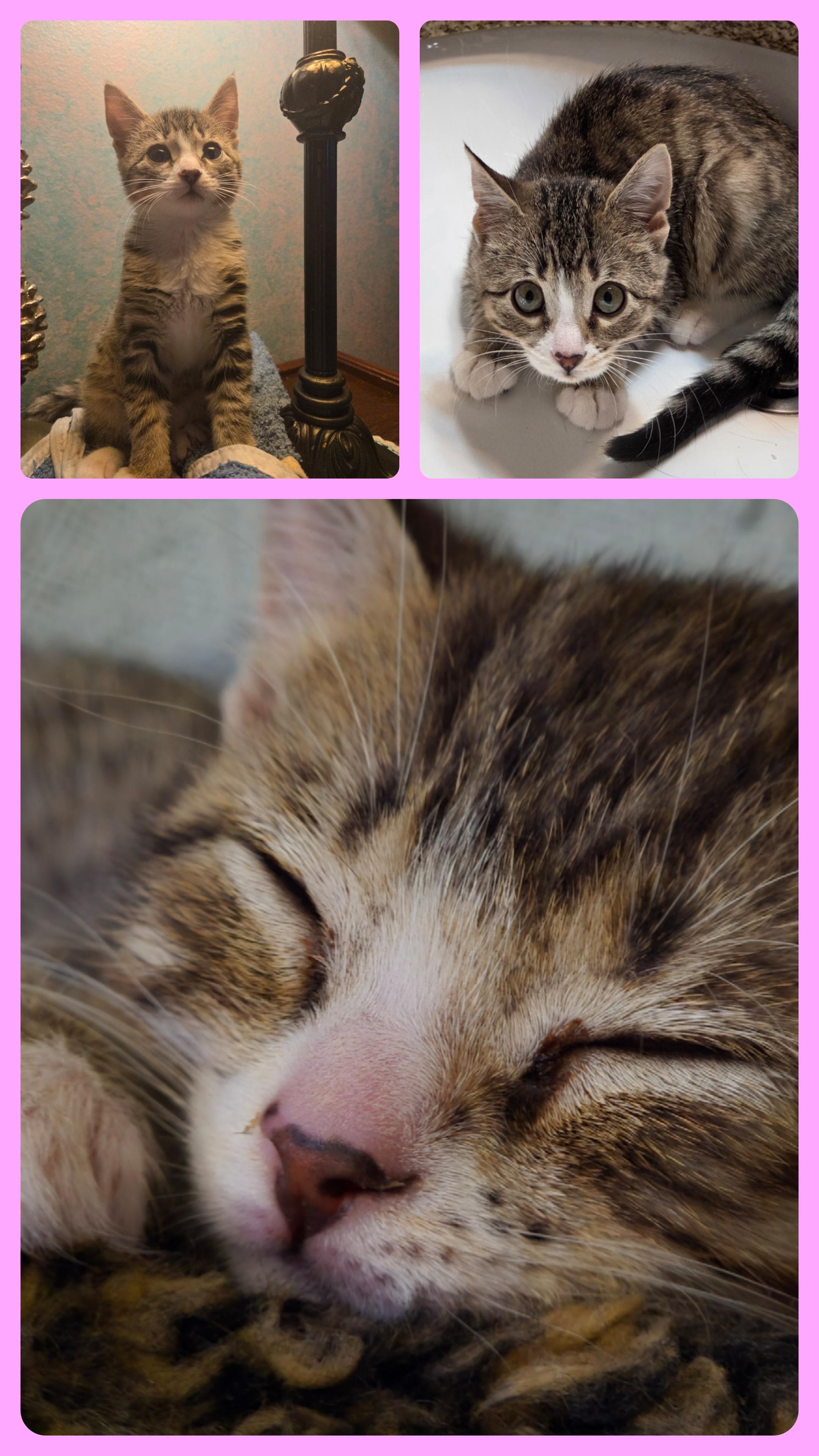 Enlarge ROLO, a ADOPTABLE Domestic Short Hair in Oak Lawn, IL image 1/1