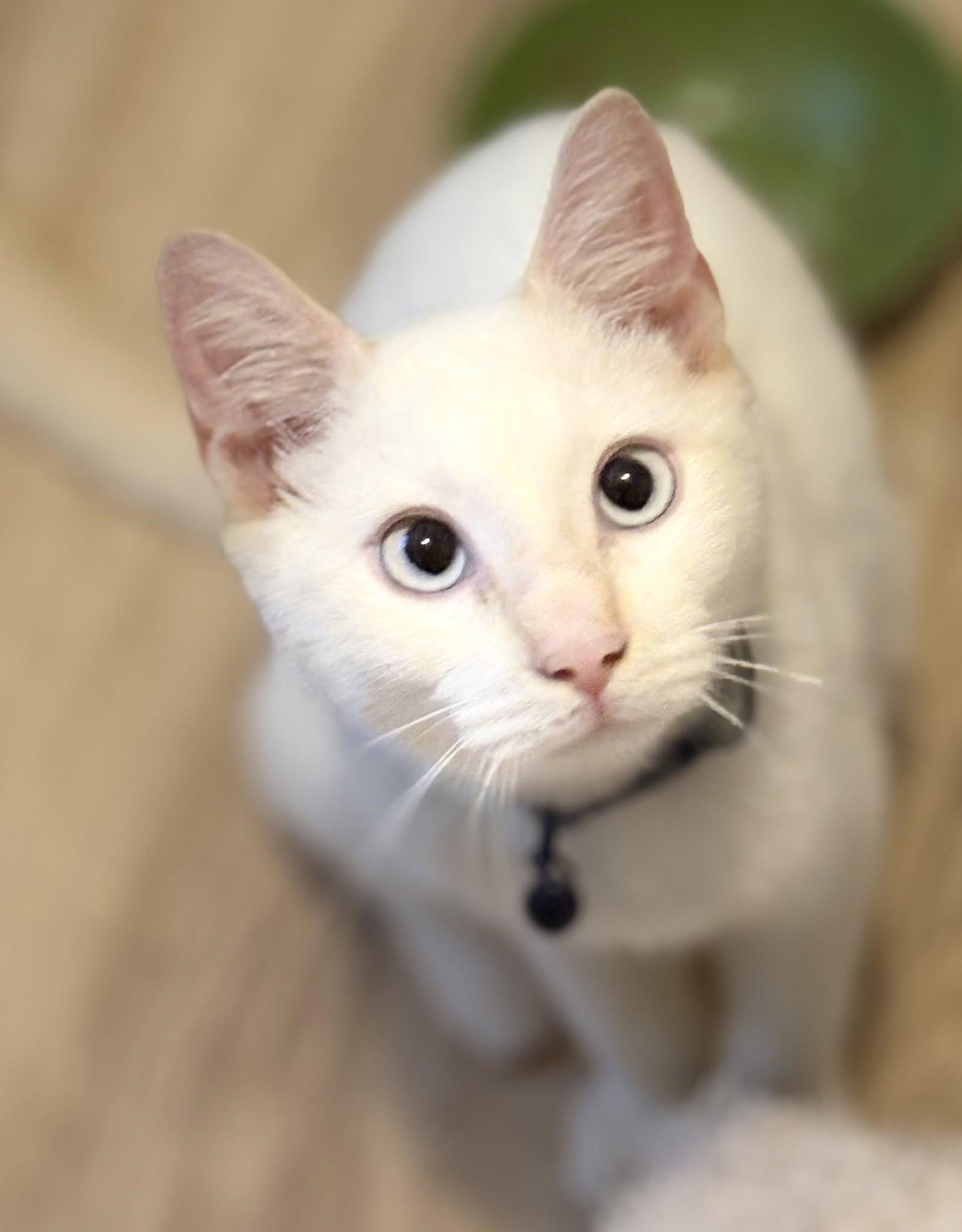 Fred, Adopted, Kitten Male Siamese.