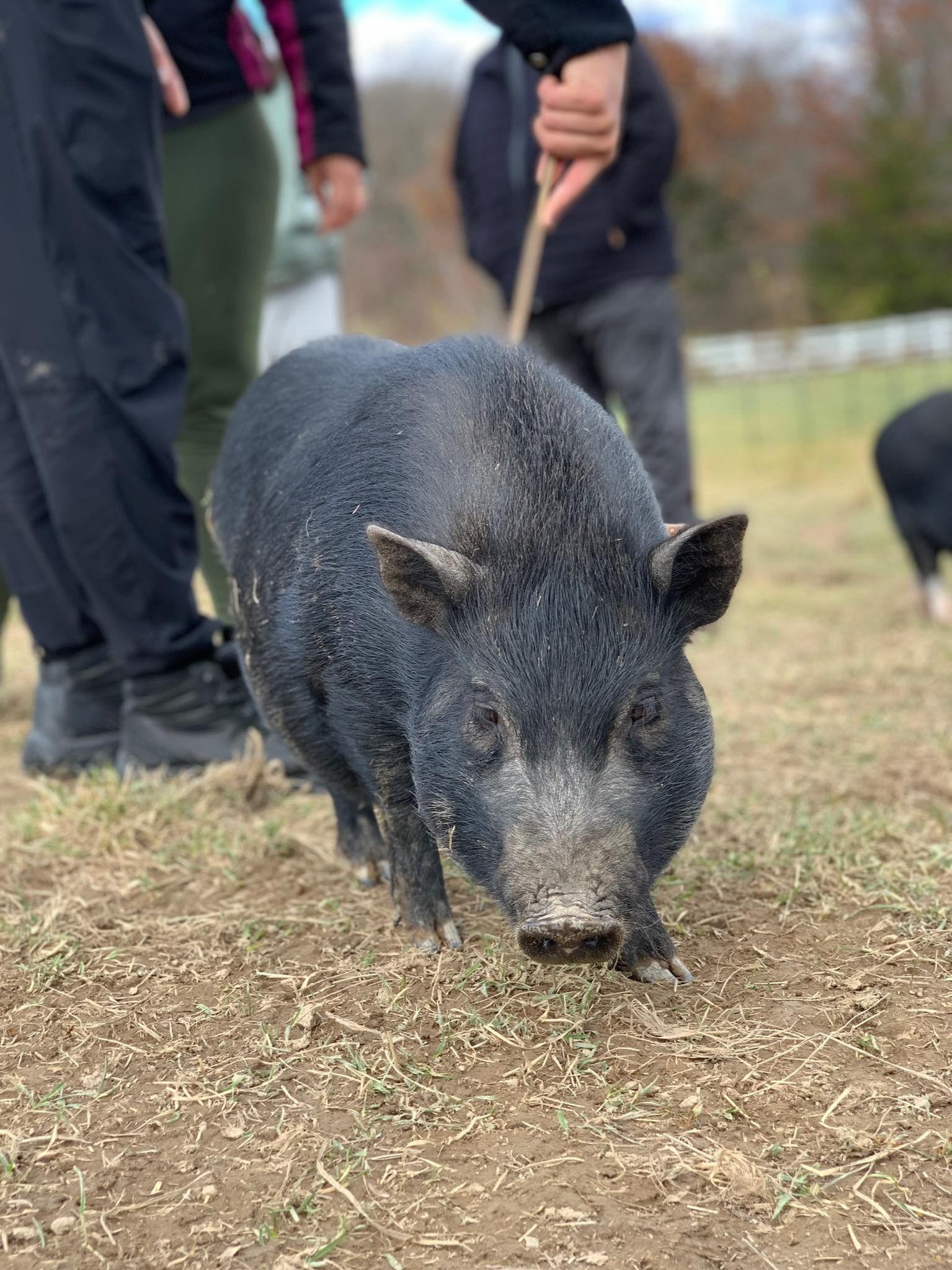 Enlarge Delta - URGENT!, a Adopted mixed breed in Kerhonkson, NY image 1/6