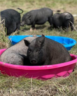 Enlarge Delta - URGENT!, a Adopted mixed breed in Kerhonkson, NY image 2/6