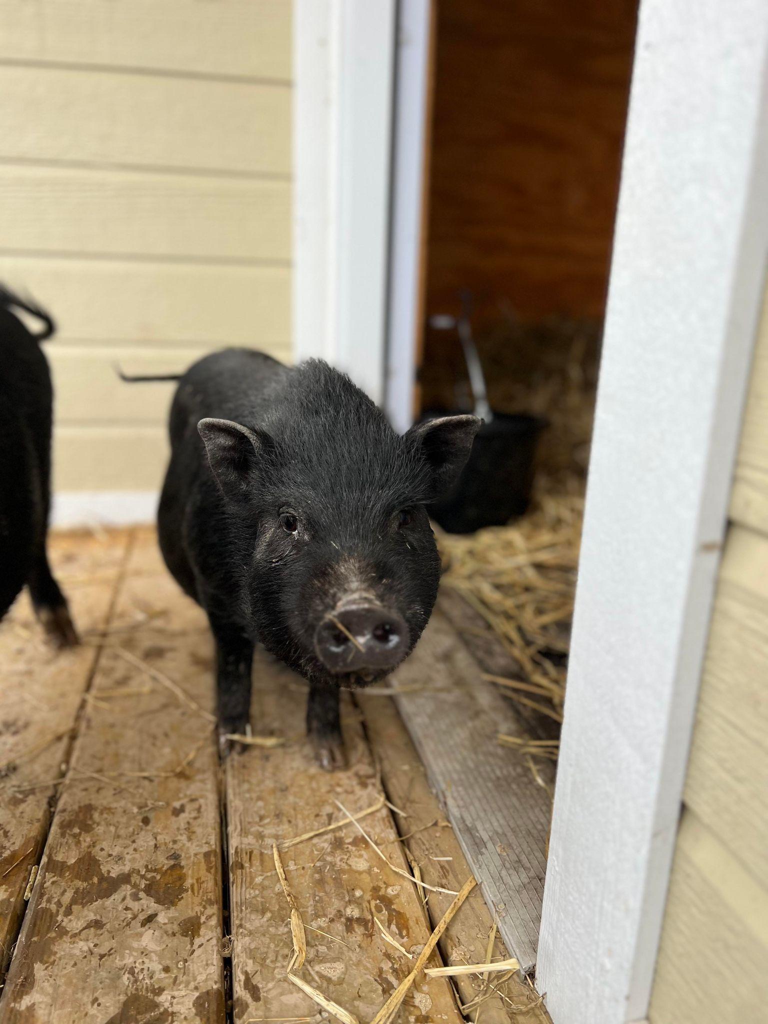 Enlarge Delta - URGENT!, a Adopted mixed breed in Kerhonkson, NY image 3/6