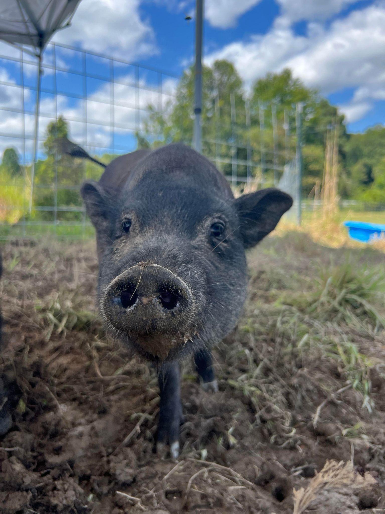 Enlarge Delta - URGENT!, a Adopted mixed breed in Kerhonkson, NY image 4/6