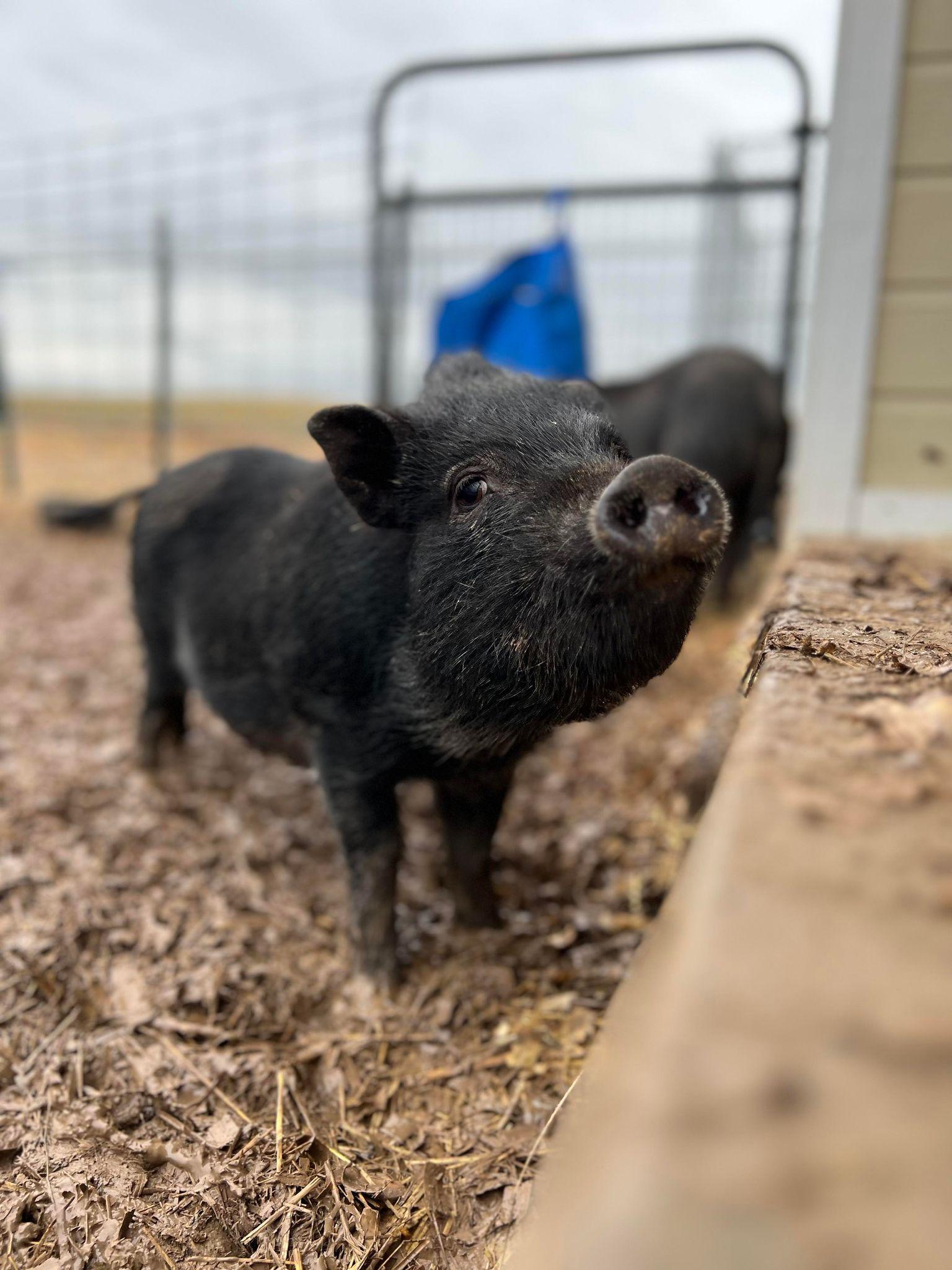 Enlarge Delta - URGENT!, a Adopted mixed breed in Kerhonkson, NY image 5/6