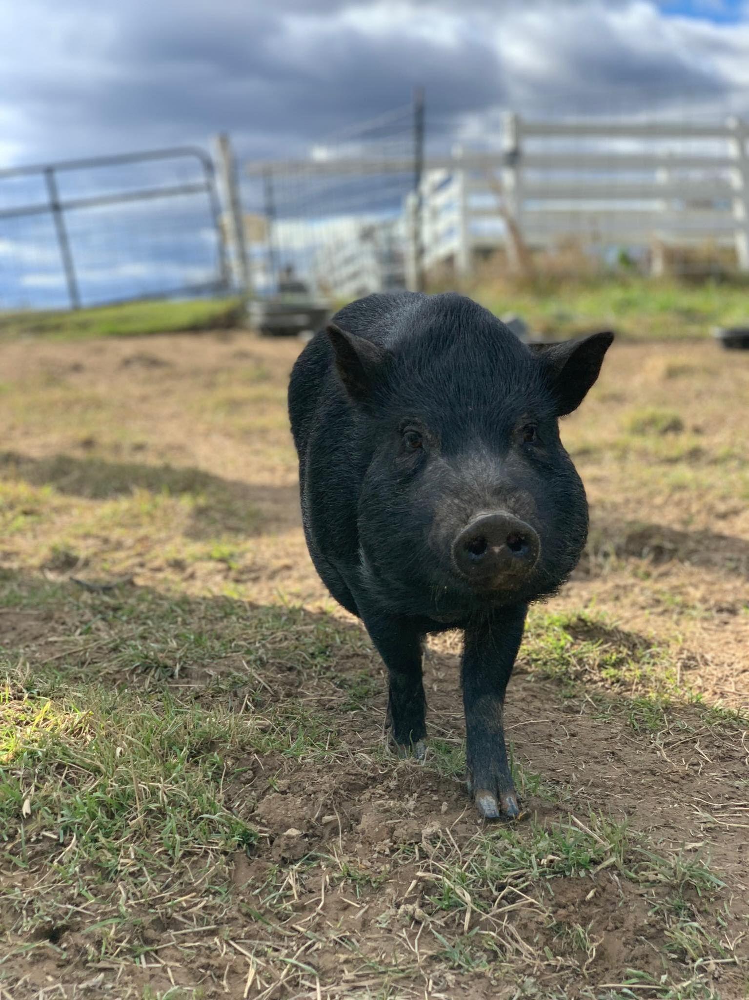 Enlarge Delta - URGENT!, a Adopted mixed breed in Kerhonkson, NY image 6/6