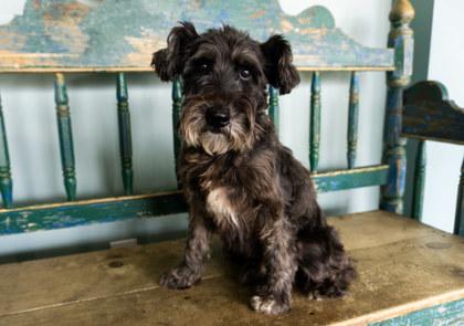 Enlarge Dusty, a Adoptable mixed breed in San Antonio, TX image 1/3