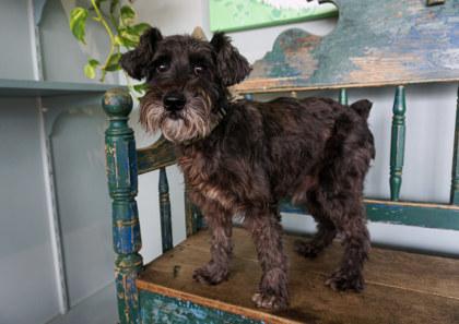 Enlarge Dusty, a Adoptable mixed breed in San Antonio, TX image 2/3