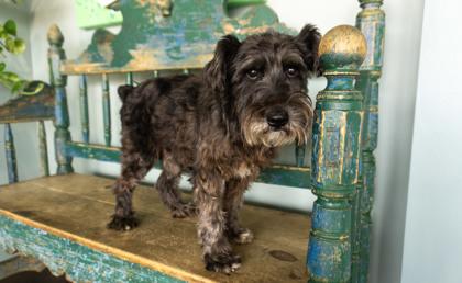 Enlarge Dusty, a Adoptable mixed breed in San Antonio, TX image 3/3