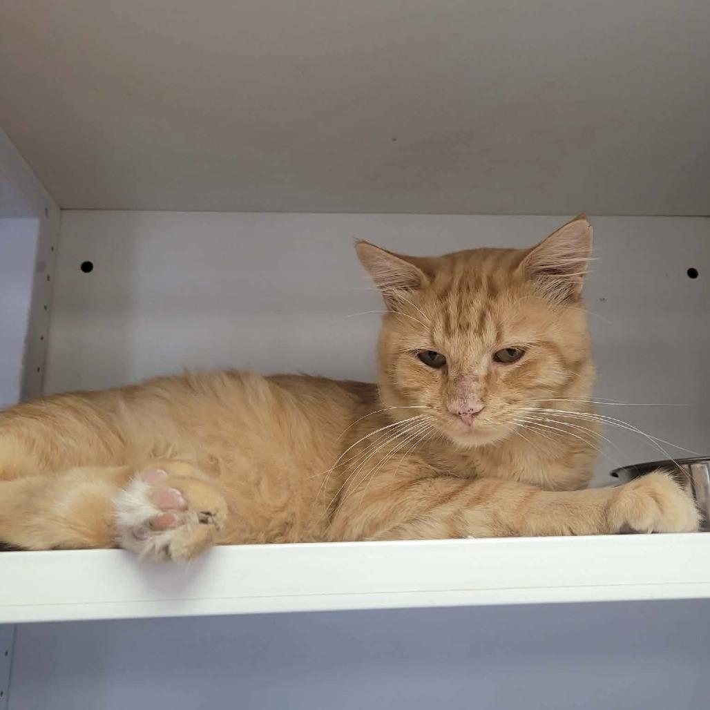 Camelot, Adoptable, Adult Male Domestic Medium Hair.