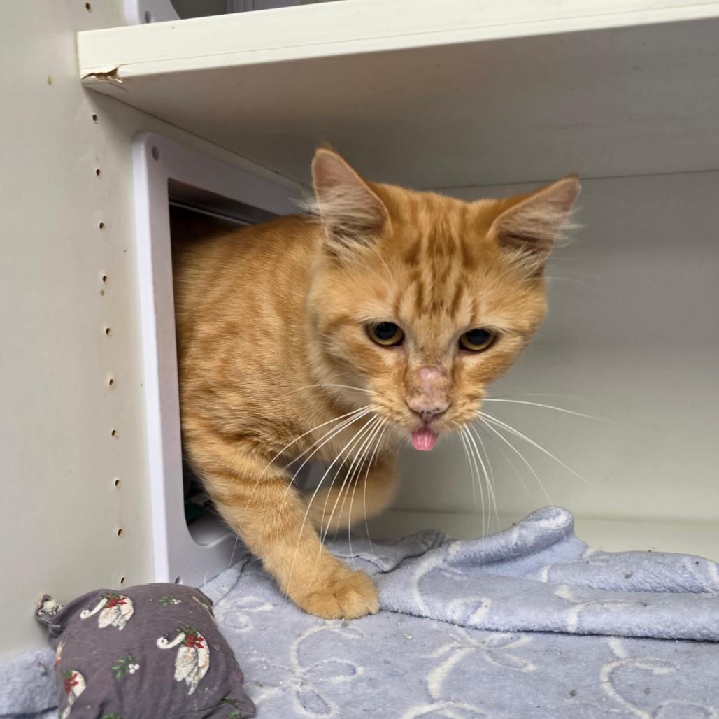 Enlarge Camelot, a Adoptable Domestic Medium Hair in Duncan, OK image 2/3
