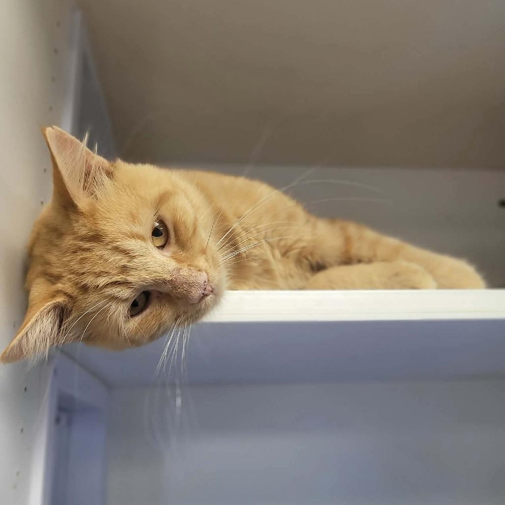 Enlarge Camelot, a Adoptable Domestic Medium Hair in Duncan, OK image 3/3