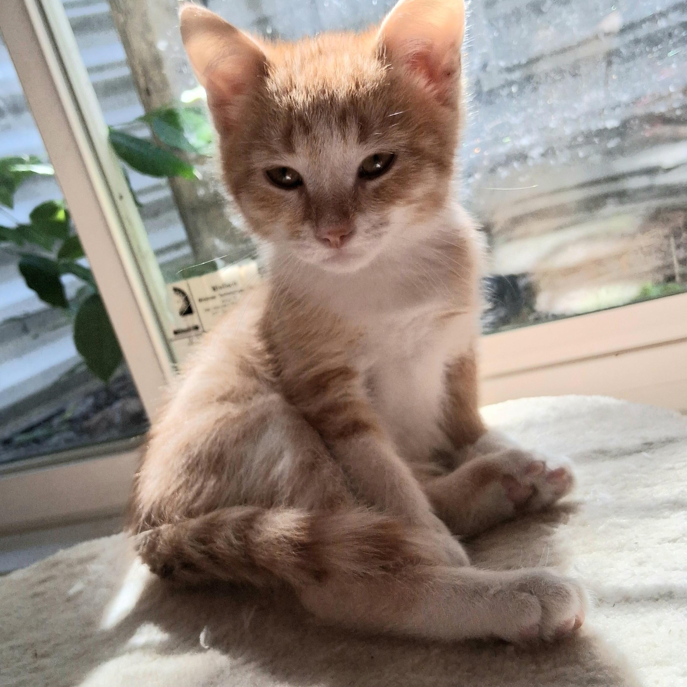Ginger Snap sweetest lap kitty, an adopted mixed breed in Macomb, MI image 1/2