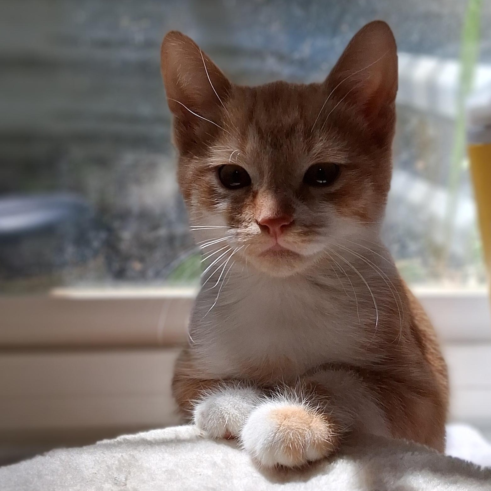 Ginger Snap sweetest lap kitty, an adopted mixed breed in Macomb, MI image 2/2