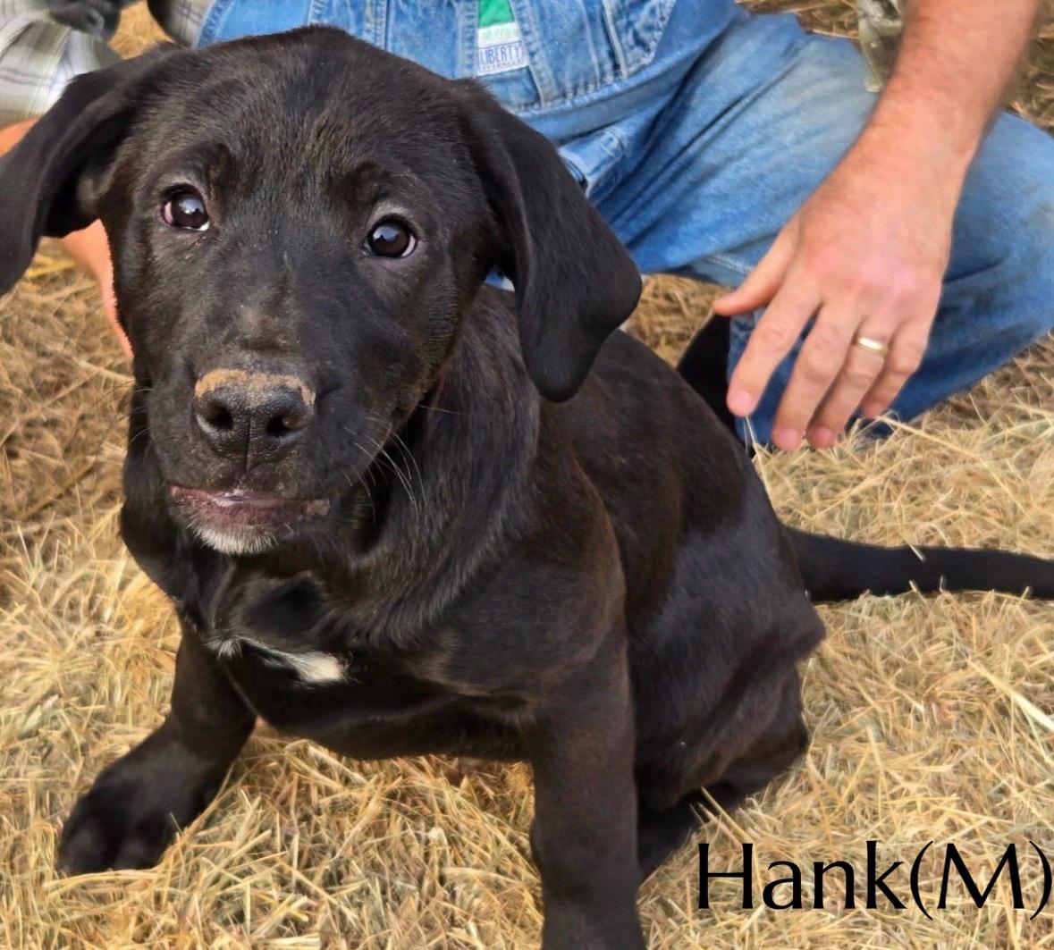 Hank, ADOPTABLE, Puppy Male Mixed Breed.