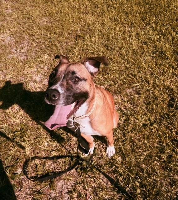 Enlarge ~Courtesy ~ Shiba Adele, an adopted mixed breed in Mobile, AL image 1/1