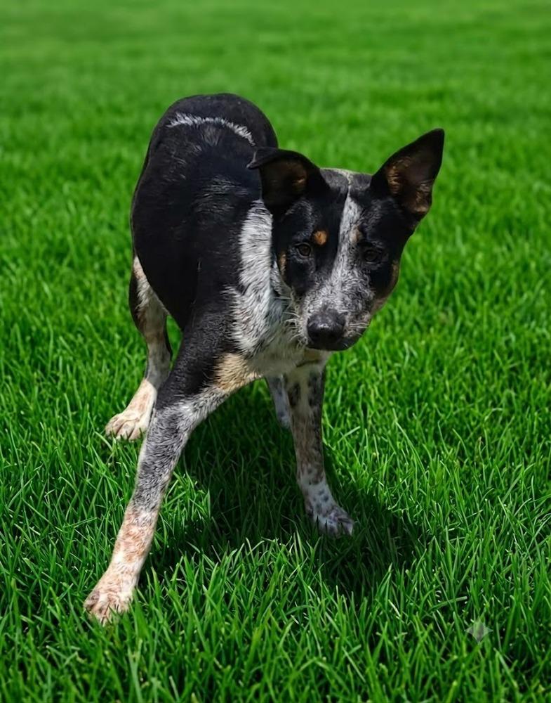 Misty, Adoptable, Adult Female Cattle Dog.