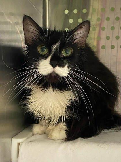 Jouflue, Adoptable, Young Female Domestic Long Hair & Domestic Short Hair.