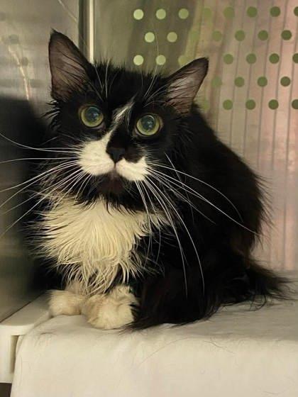 Jouflue, a Adoptable mixed breed in Montreal, QC image 2/3