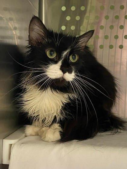 Jouflue, a Adoptable mixed breed in Montreal, QC image 3/3